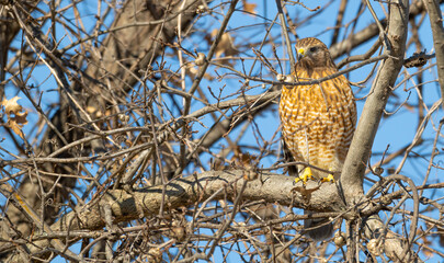 Wall Mural - Red-shouldered hawk camouflaged as it perches in a bare tree.