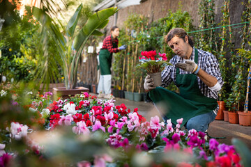 Wall Mural - European gardener working in a flower hothouse inspects Cyclamen in pots for the presence of flower disease