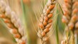 © chanchai - Wheat Infected with Fusarium Head Blight: A close-up reveals the tell-tale signs of Fusarium head blight on wheat stalks – orange-red discoloration and infected kernels.