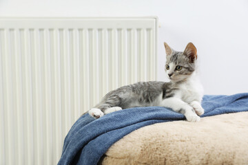 Wall Mural - Cute little kitten on pouf near radiator at home