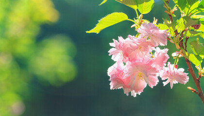 Wall Mural - Pink blooming and fresh green leaves on sakura tree branch at spring garden. Floral background, copy space.