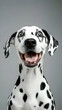 © Siasart Stock - Playful Dalmatian Dog Shows Off Its Unique Spots with a Happy Expression on Gray Background