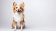 © Patchayanit  - Happy Dog Sitting on Plain Background with Cheerful Expression