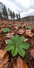 Wall Mural - Forest floor Green leaf amidst autumn leaves