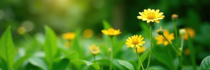 Wall Mural - Pale yellow flowers with slender stems amidst lush green foliage in a garden, nature, botanical, glicine