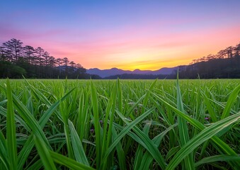 Poster - Sunrise over grassy field, mountains background