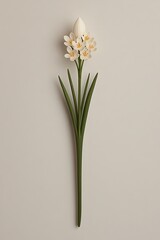 Poster - White flower stem, studio shot, minimalist background, design element