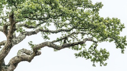 Lush oak tree branch, summer day, white background, nature imagery