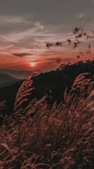 Wall Mural - Sunset over mountains, tall grass foreground, peaceful landscape, ideal for travel or nature blogs