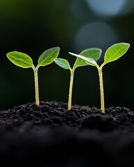 Aufkleber - Eco Avant-Garde Stacked Coin Graph with Seedlings in Rich Soil - Sustainable Finance Imagery for Business Innovation and Green Investment Strategies