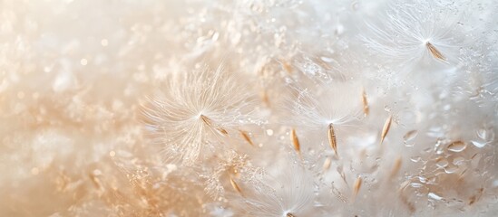 Wall Mural - Delicate dandelion seeds drifting in soft warm hues of beige and cream, showcasing their intricate structure against a blurred background.