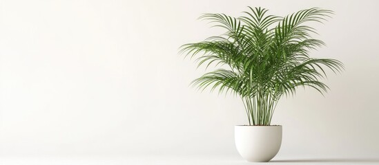 Aufkleber - Mantra Palm in a white pot centered in front of a clean white background with lush green leaves creating a serene and fresh ambiance for plant lovers