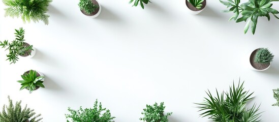Aufkleber - Top view of minimalistic home plant arrangement featuring diverse green plants in white pots on a bright white background creating an organized layout
