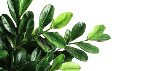 Aufkleber - Lush Zamioculcas zamiifolia leaves with rich green tones arranged elegantly against a clean white background highlighting their glossy texture and form