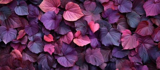 Aufkleber - Vibrant purple and magenta autumn leaves densely layered create a stunning backdrop showcasing the beauty of seasonal foliage transformation.
