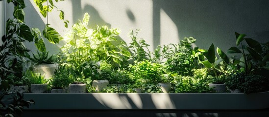 Aufkleber - Lush green plants in sleek white pots arranged in a bright indoor setting with soft sunlight highlighting the serene beauty of nature.