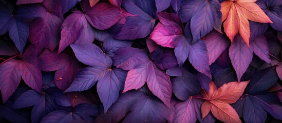 Aufkleber - Vibrant purple and reddish autumn leaves layered against a dark background capture the essence of fall foliage transformation and visual impact