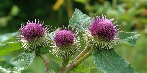 Sticker - Vibrant green leaves contrast with striking purple flowers of burdock plant showcasing its unique form in a natural setting with blurred background.