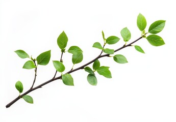 Wall Mural - Spring branch, new leaves, white background, growth, design element