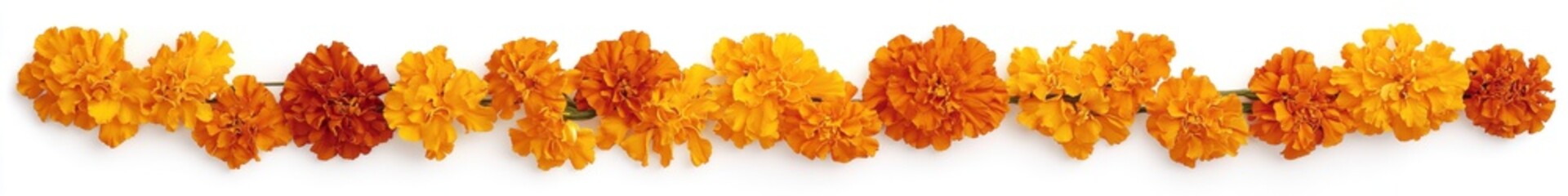 Wall Mural - Orange marigold garland, white background, design element