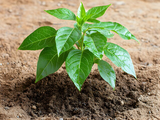 Poster - Young plant growing in soil;  new life, growth, agriculture