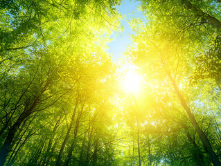 Poster - Sunlit forest canopy, spring; nature background