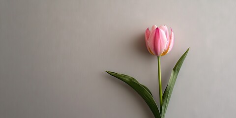 Fototapete - Single pink tulip with white edges and three green leaves positioned diagonally on a light grey background with ample negative space for text.