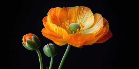 Aufkleber - Vibrant orange ranunculus flower in full bloom with green buds on a dark background highlighting their delicate petals and textures.