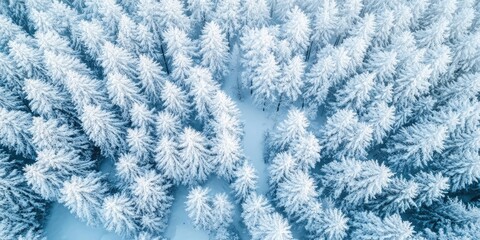 Aufkleber - Aerial view of a snow-covered forest featuring densely arranged evergreen trees in light blue and white, creating a tranquil winter landscape.