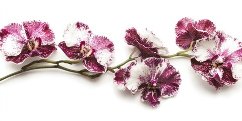 Aufkleber - Elegant maroon and white orchids arranged in a graceful curve against a clean white background showcasing delicate floral textures and patterns.