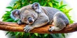 © chaowalit - Koala Snoozing in the Treetops