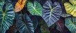 © CreativeBro - Exotic Alocasia odora foliage showcasing vibrant tropical leaves with unique heart shapes and rich textures on a dark background