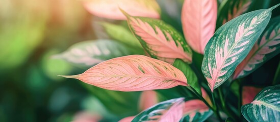 Sticker - Aglonema plant showcasing vibrant pinkish green leaves in a lush green environment ideal for nature and gardening themes.