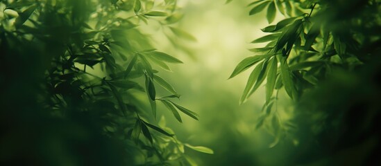 Poster - Serene abstract green foliage blurred background with soft bokeh effect creating a calming and natural atmosphere for design use.