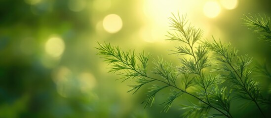 Sticker - Lush green foliage of Asparagus asparagoides illuminated by soft sunlight creating a serene and tranquil natural background scene.