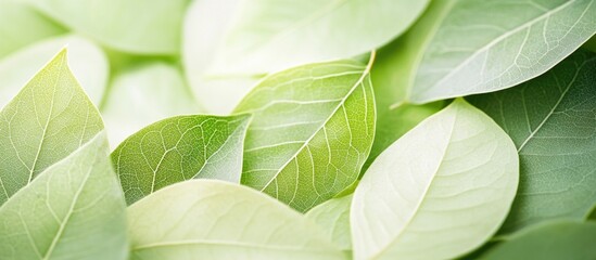 Wall Mural - fresh green leaves background with soft textures and natural light for a tranquil and soothing aesth