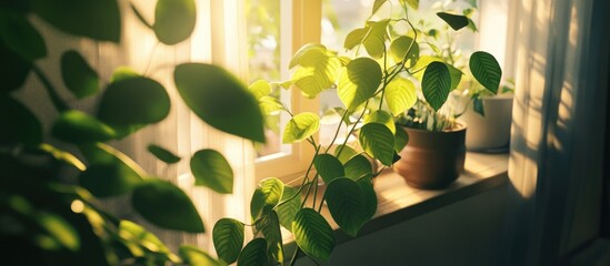 Poster - Sunlight streaming through a window illuminating vibrant green leaves in a cozy indoor setting.