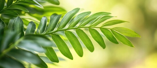 Wall Mural - lush green fern leaves close up showcasing intricate details and vibrant natural beauty in a serene 
