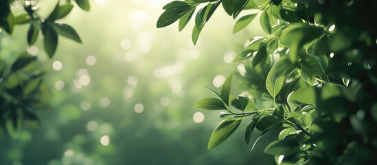 Wall Mural - lush green foliage with shimmering bokeh effect creating a serene nature background for relaxation a