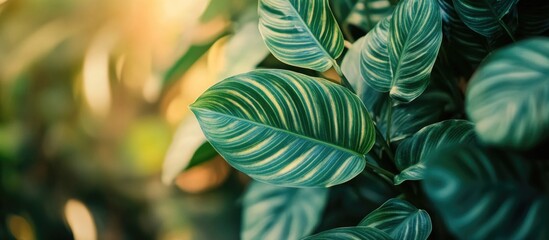 Wall Mural - Vibrant green leaves illuminated by natural light showcasing intricate textures and patterns in a serene botanical setting