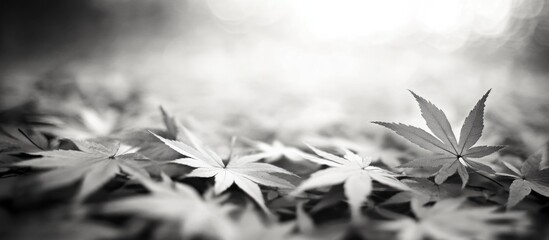 Wall Mural - monochrome autumn leaves with soft focus creating a serene and artistic natural background
