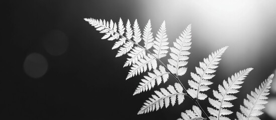 Wall Mural - Elegant monochrome fern leaves illuminated by sunlight in a serene summer garden setting. Perfect for botanical and nature themes.