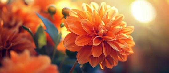 Wall Mural - vibrant orange dahlias in close-up showcasing detailed petals and warm sunlight for a serene floral 