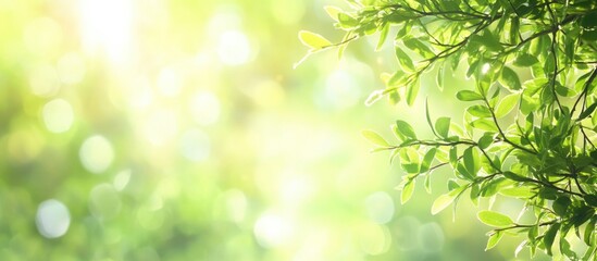 Poster - Close-up view of a thuja branch in summer sunlight with a blurred green background creating a serene and natural atmosphere