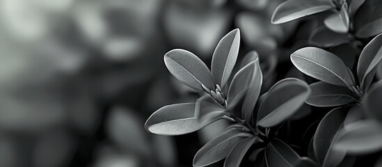 Aufkleber - Boxwood foliage in black and white with a soft blurred green background showcasing nature and botany for garden decoration purposes