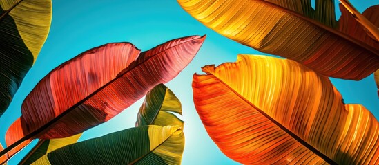 Poster - Vibrant Malabar leaves in autumn hues framed by a clear blue sky showcasing the beauty of nature in morning light.