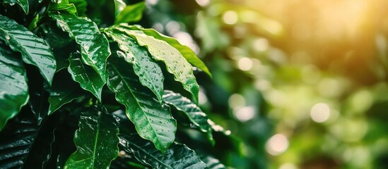 Wall Mural - Lush coffee leaves adorned with water droplets illuminated by soft sunlight in a vibrant green setting.