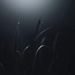 Wall Mural - Black and white photo of grass in the dark with soft radial light on a minimalist background