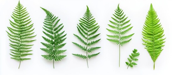 Fototapete - Collection of various tropical green fern leaves arranged on a white background showcasing natural textures and vibrant shades of green.