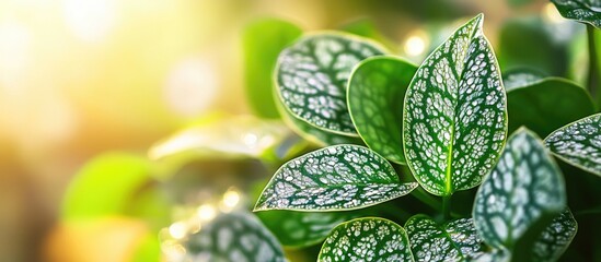 Wall Mural - vibrant close-up of decorative houseplant leaves with intricate patterns bathed in natural light out